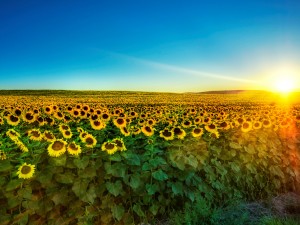 Sunflower Wallpaper by free wallpapers (18)