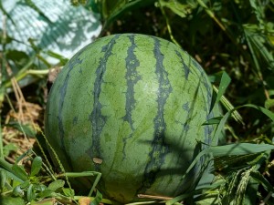 PXL_20250721_040144885.PORTRAIT