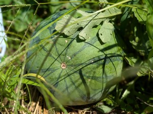 PXL_20250721_040204688.PORTRAIT