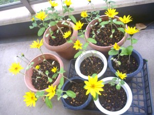 冬のひまわり②