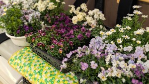 PXL_20260130_050425440.PORTRAIT1