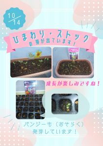 2025.10.14【ポスター】ひまわり・ストック発芽