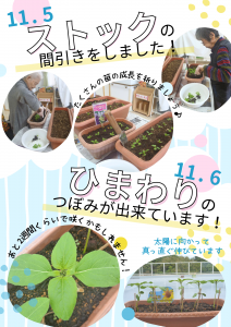 2025.11.7【ポスター】ひまわり・ストック間引き