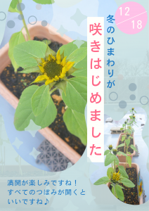 2025.12.18【ポスター】冬のひまわり開花4F