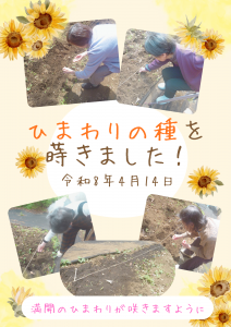 ひまわりの種を蒔きました